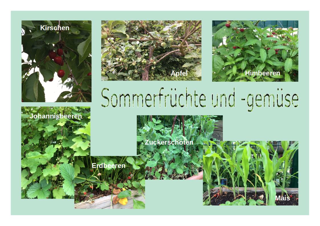 Garten im Juni 2021.jpeg