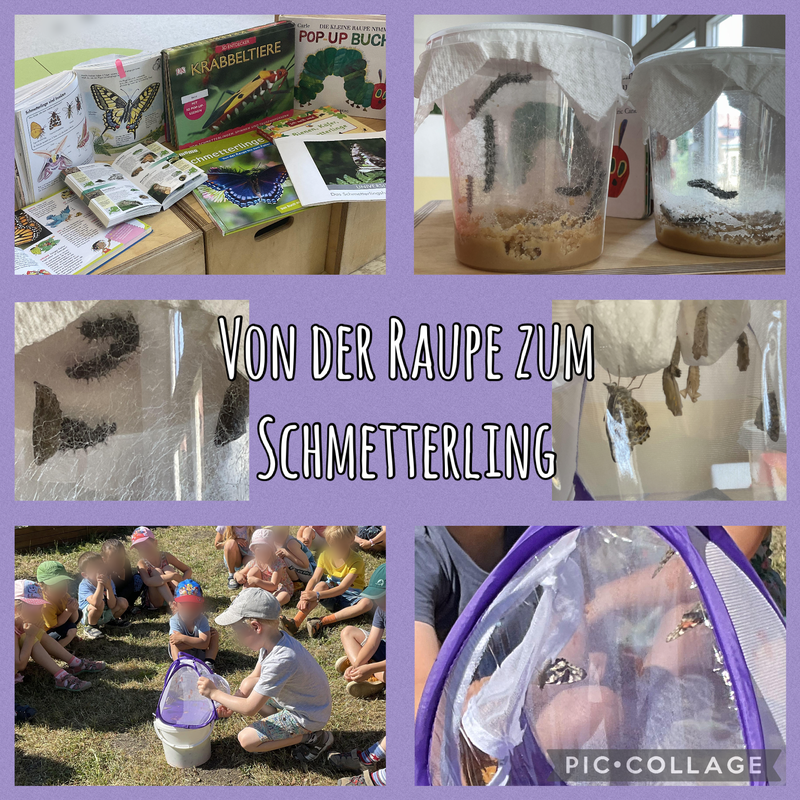 Raupe zum Schmetterling.png